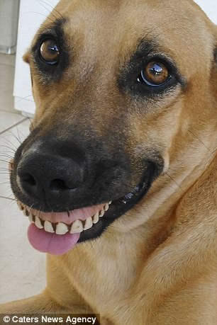 Chú chó nổi tiếng vì có hàm...răng người