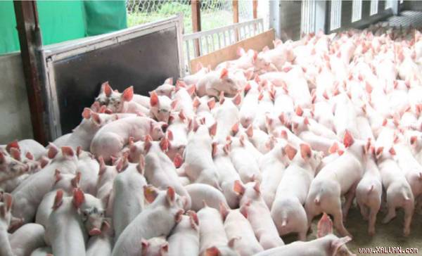 Nga, Ukraina muốn nhập hàng trăm tấn thịt lợn của Việt Nam?