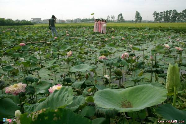 Đầm sen Quan Âm độc đáo ở Hà Nội