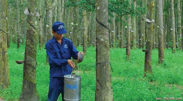 Giá cây cao su giống tăng cao nhất từ trước tới nay, “cháy” hàng
