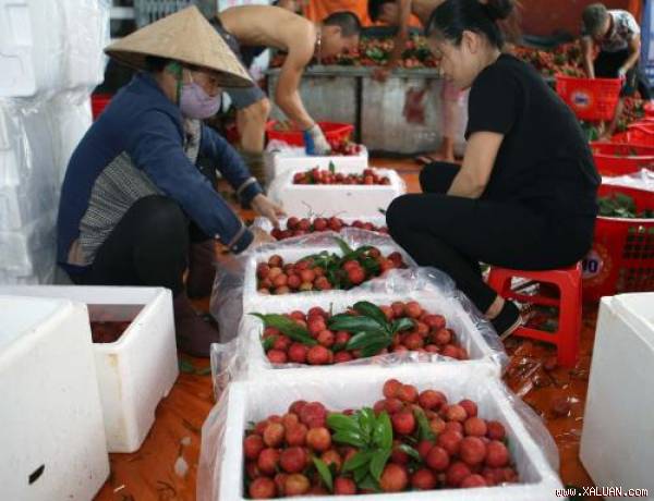 Hỗ trợ mở cửa thị trường Australia cho các sản phẩm nông thủy sản của Việt Nam  ​. Ảnh: Vũ Sinh - TTXVN