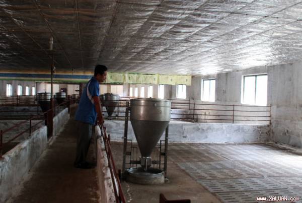  Các hộ chăn nuôi heo ở Đồng Nai bỏ trống trang trại vì thua lỗ. Ảnh: Ngọc An.