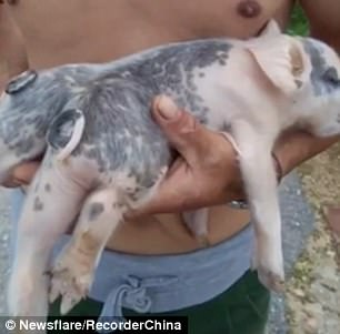 Chú lợn vẫn khỏe mạnh dù có nhiều dị tật trên cơ thể.
