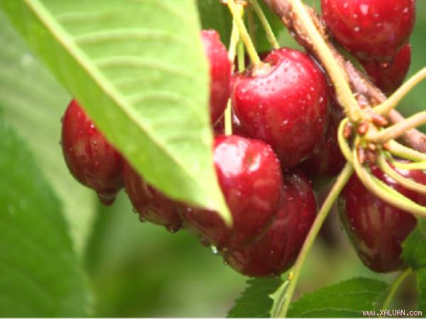 Thập tử nhất sinh sau khi ăn 3 quả cherry