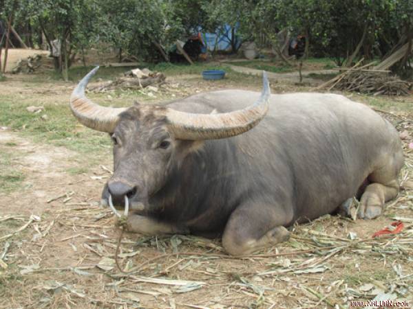 Hải Dương: Kẻ trộm ‘đầu cơ nghiệp’ bị tóm gọn trong đêm