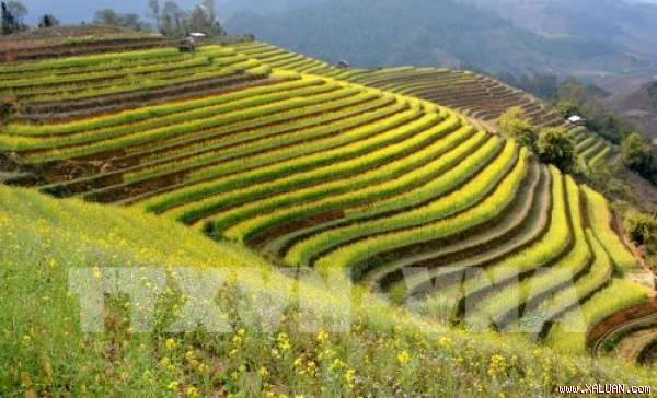 Hoa cải dầu nhuộm vàng cánh đồng ruộng bậc thang tại xã Chế Cu Nha, huyện Mù Cang Chải, Yên Bái. Ảnh: Thế Duyệt – TTXVN
