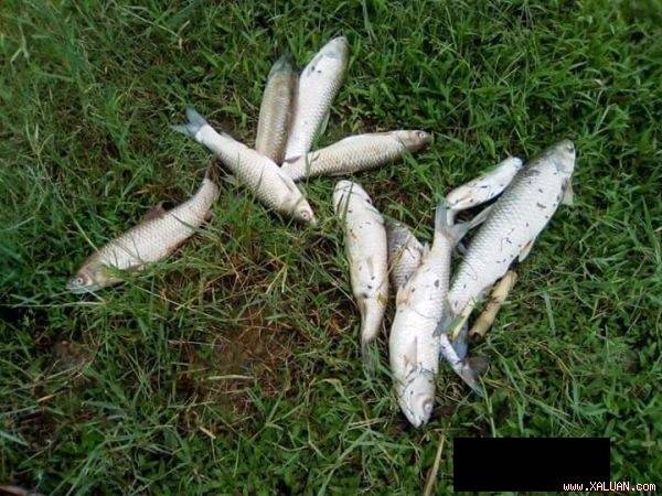 Cá chết chủ yếu có trọng lượng từ 2-3 kg. Ảnh: Thái Hiền