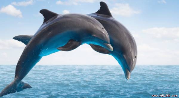 Cá heo phát triển bộ não bởi nhu cầu giao tiếp cao hơn loài khác