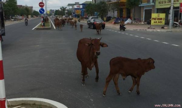 Đàn bò “diễu hành“ trên quốc lộ gây mất an toàn giao thông