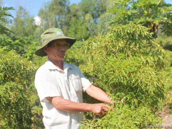 Vườn cây đinh lăng nhà ông Hoàng