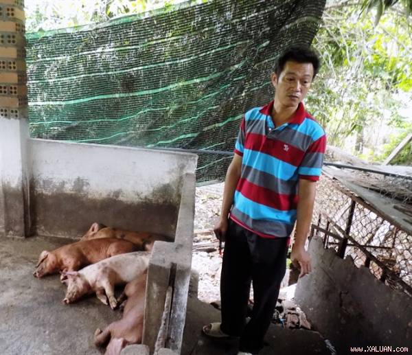 Sau hơn 1 tuần, đàn heo của gia đình ông Dự đã chết hơn 20 con
