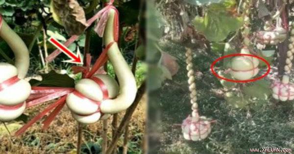 Bầu vừa ra trái đã mang dây ra buộc chặt, 1 tuần sau cả làng sang ngó thấy quá hay...