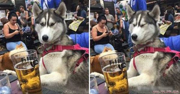 Husky uống trộm bia không ngờ bị chụp lại ảnh, phản ứng tiếp theo nằm ngoài dự kiến