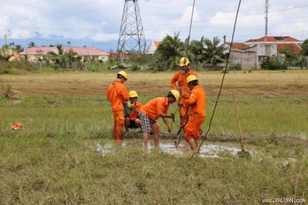 Nối lại những đường dây điện bị đứt giữa đồng