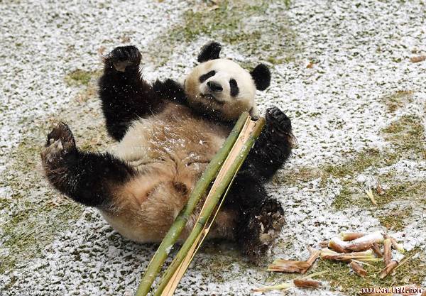 Gấu trúc Meng Meng lăn nhiều vòng dưới nền đầy tuyết.