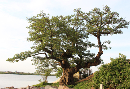 Cây gạo