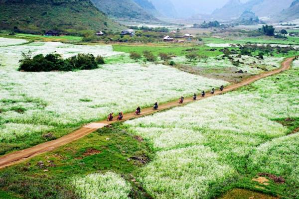 Ở Mộc Châu thì Bản Áng, Ba Phách, bản Lùn hay Bó Bun,… là những địa điểm nổi tiếng, được ví như những thiên đường hoa.