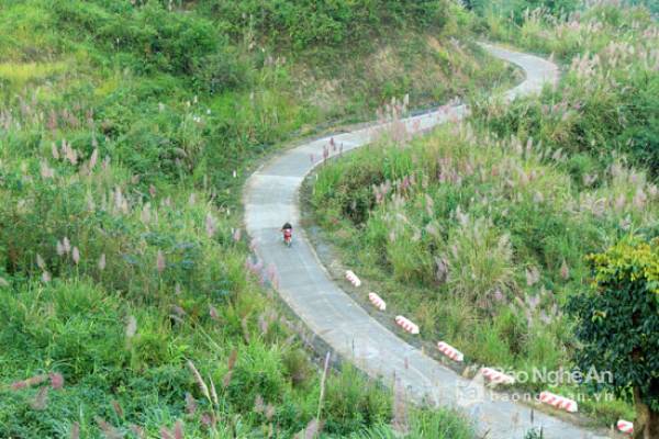Tuyến đường vành đai biên giới thông sang đất bạn Lào nằm trên địa bàn xã Mường Ải (Kỳ Sơn) quanh co uốn lượn bên sườn núi. Vào mùa này hai bên đường rợp trắng một màu của hoa lau. Ảnh: �