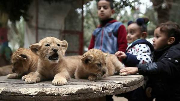 Vườn thú rao bán sư tử