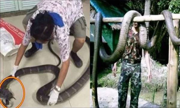 Giết rắn độc khủng đang mang thai, thanh niên nhận cái kết kinh hoàng ngay lập tức