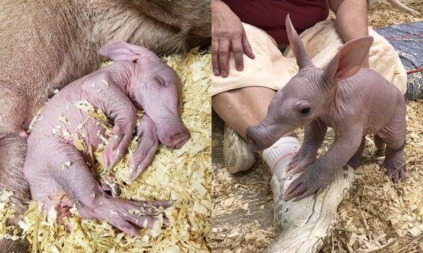 Cô gái khiến cả nhà lắc đầu vì nhặt quái thú về nuôi, nhưng chỉ 1 tháng sau...