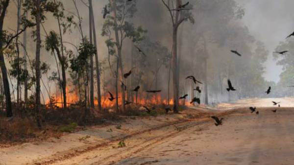 Diều hâu đen xuất hiện gần một đám cháy ở bang Queensland, Úc