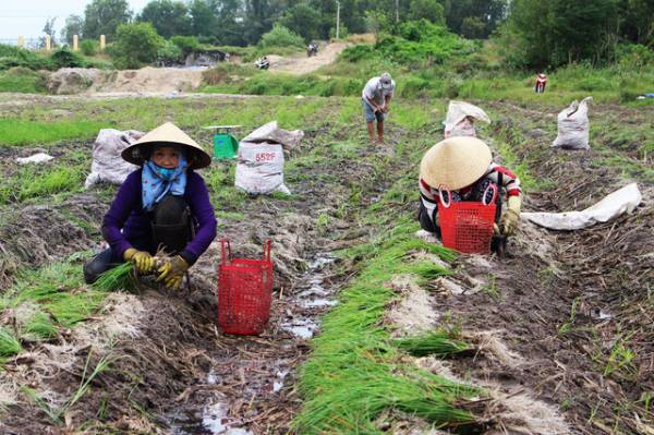 Người dân TP.Cam Ranh (Khánh Hoà) thu hoạch kiệu vụ tết.