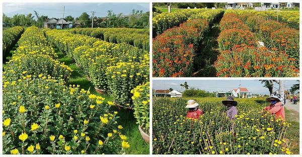 ‘Đẹp như mơ’ làng hoa cúc nổi tiếng nhất Nam Trung Bộ ngày giáp Tết ở Khánh Hòa