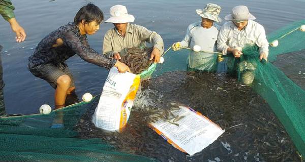 Khánh Hòa: Lão nông kiếm ‘tiền tỷ’ nhờ nuôi tôm sạch theo CN Semi Biofloc