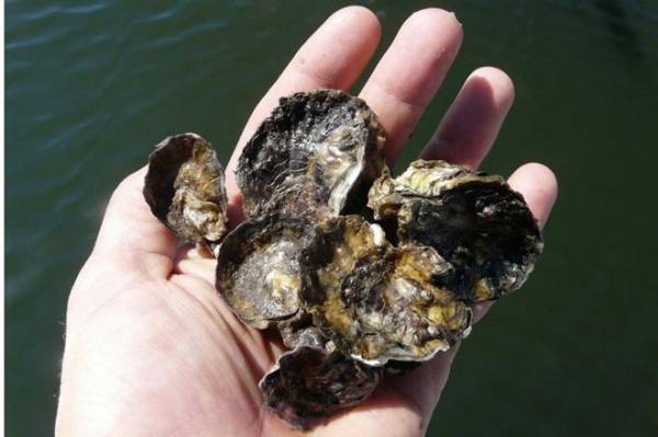 Có đến 99% diện tích rạn san hô hình thành từ sinh vật vỏ cứng tại Australia đã biến mất.