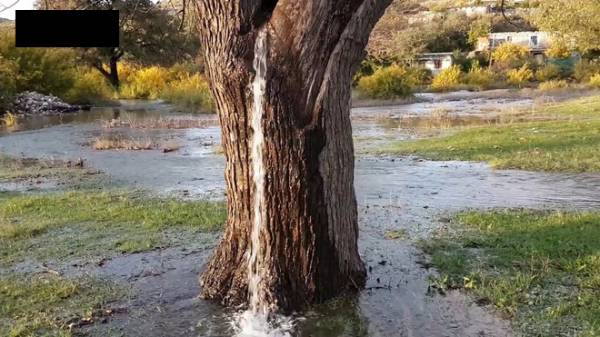 Nước chảy xối xả từ một thân cây ở Montenegro khiến nhiều người bất ngờ.
