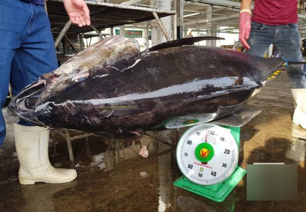Một con cá ngừ đại dương “khủng“ lên tới 96kg.