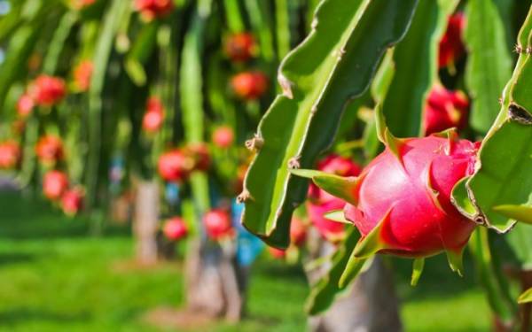 Thanh long Việt Nam là một trong các loại hoa quả xuất khẩu vào New Zealand