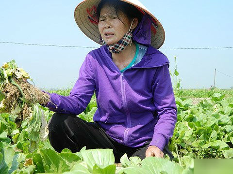 Rau cải chỉ có giá 1.000 – 2.000 đồng/bó lớn. Ảnh: Trương Hoa