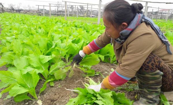 Nhiều ý kiến cho rằng giá rau rớt thê thảm nhiều ngày qua một phần do rau từ Trung Quốc tràn vào trong nước.