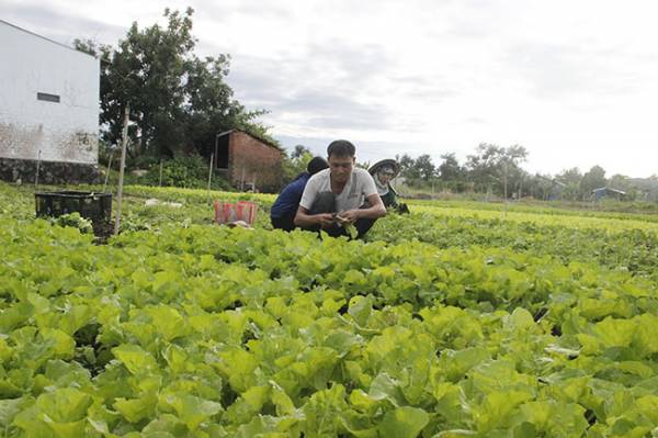 Rau an toàn theo chuẩn VietGAP tại Hợp tác xã Thương mại - Dịch vụ Toàn Thịnh.