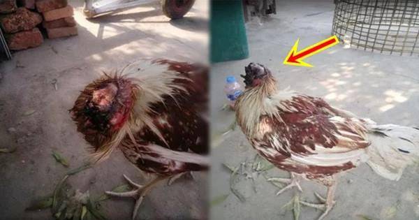 Kinh hãi con gà bị chủ nhà cắt đứt cổ vẫn sống sót tận 2 tháng, nhìn hình ảnh hiện tại...