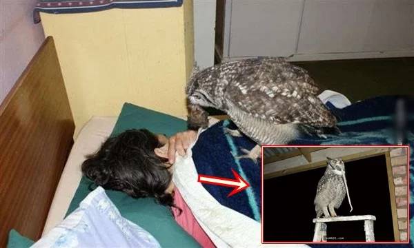 Dở khóc dở cười con cú trả ơn, gửi chuột chết mỗi sáng trong 4 năm liên tiếp