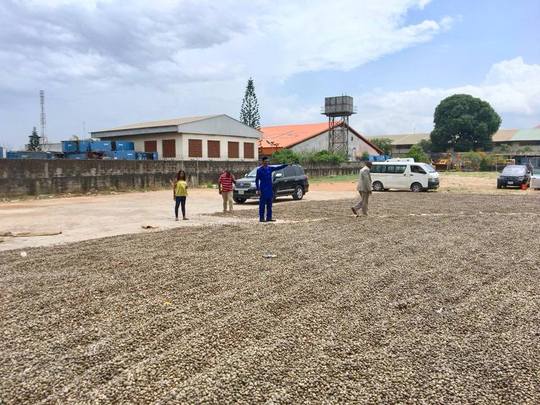 nigeria   nha cung cap dieu nguyen lieu dieu cho viet nam
