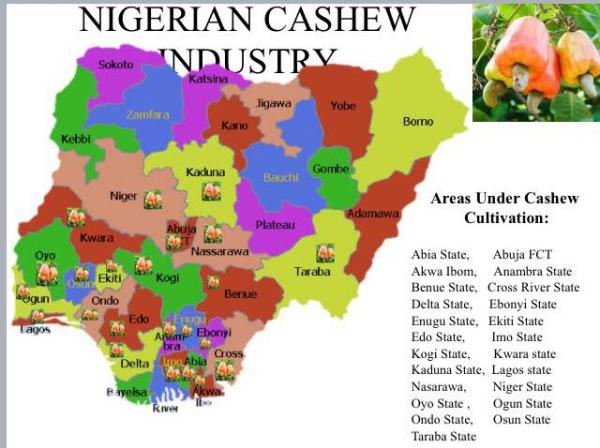 nigeria   nha cung cap dieu nguyen lieu dieu cho viet nam