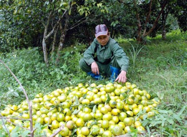 Ãng LÆ°u Cháº¥n Thá»¥ ráº¥t pháº¥n khá»i vá»i nÄng suáº¥t, cháº¥t lÆ°á»£ng quÃ½t Äáº·c sáº£n Quang Thuáº­n vá»¥ thu hoáº¡ch nÄm 2017. áº¢nh: Há»ng ChiÃªm.