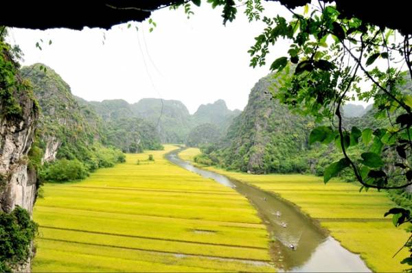 Ngẩn ngơ trước vẻ đẹp “mê hồn“ của màu vàng óng ả ở Tam Cốc