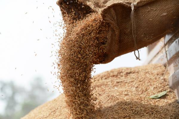 Thị trường gạo châu Á: Nguồn cung từ Thái Lan, Việt Nam sẽ tạo áp lực lớn