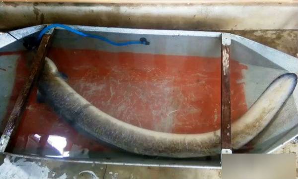 Con cá lệch khủng có trọng lượng 16 kg. Ảnh: Đình Hà