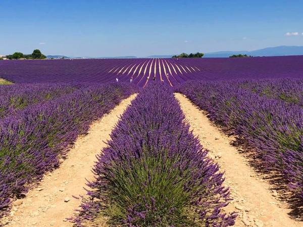 ‘Lịm tim’ trước cánh đồng hoa oải hương đẹp không góc chết ở Pháp