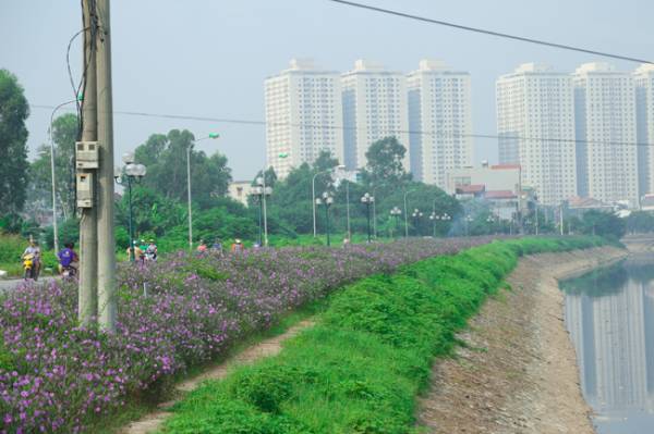 Ấn tượng với con đường hoa tím nên thơ nằm dọc bên dòng sông Tô Lịch