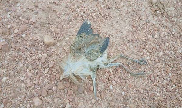 Chú chim bị chết sau khi dính bẫy còn sót lại trong KCN Việt Hưng