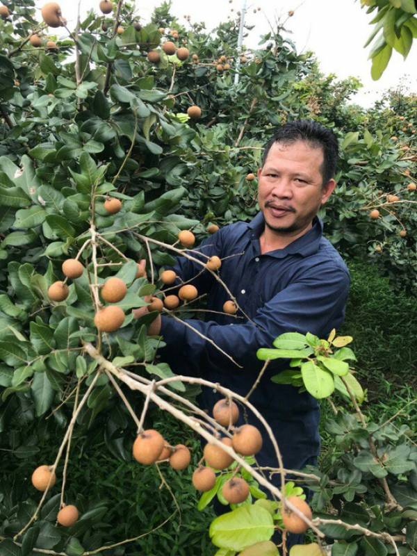 Anh Đạm thu hoạch thanh nhãn trong vườn.