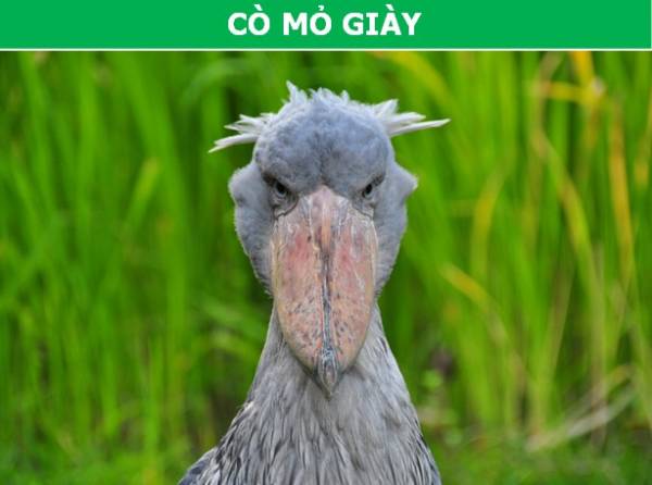 Cò Mỏ Giày