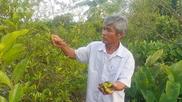 Ông Nguyễn Văn Phiến ở xóm 7, xã Như Hòa, huyện Kim Sơn đang thu hoạch quả dành dành mọc ở bờ ao của gia đình mình.